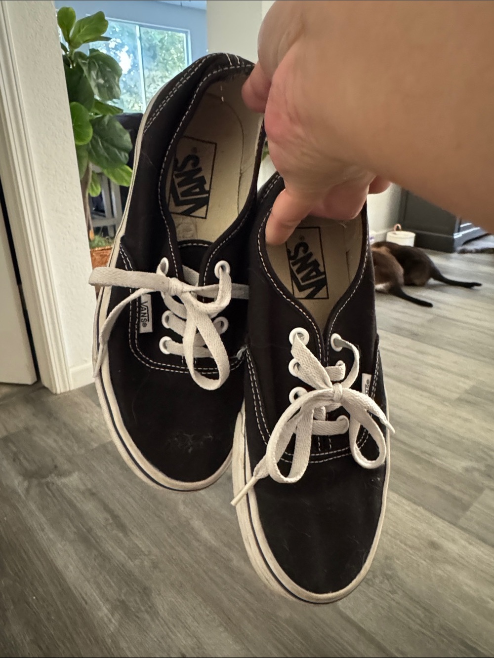 Vans Black Low-Top Sneakers with White Laces